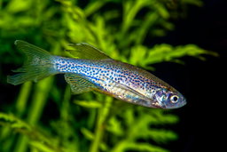Leopard Danio / Danio Rerio