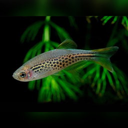 Leopard Danio / Danio Rerio