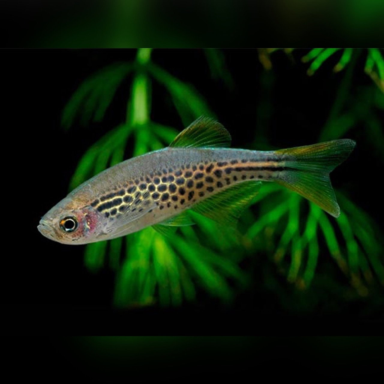 Leopard Danio / Danio Rerio_3