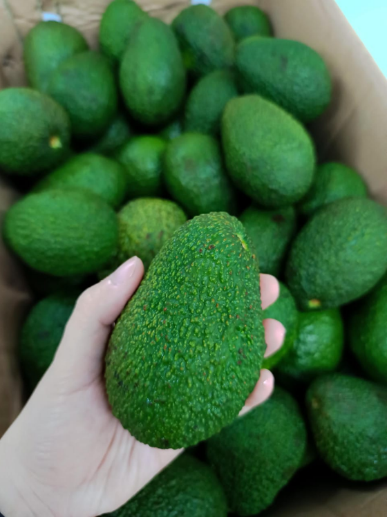 AUS AVOCADO 28'S