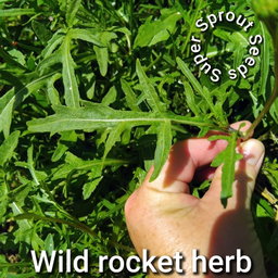 🌿WILD ROCKET🌿 x 50+ seeds