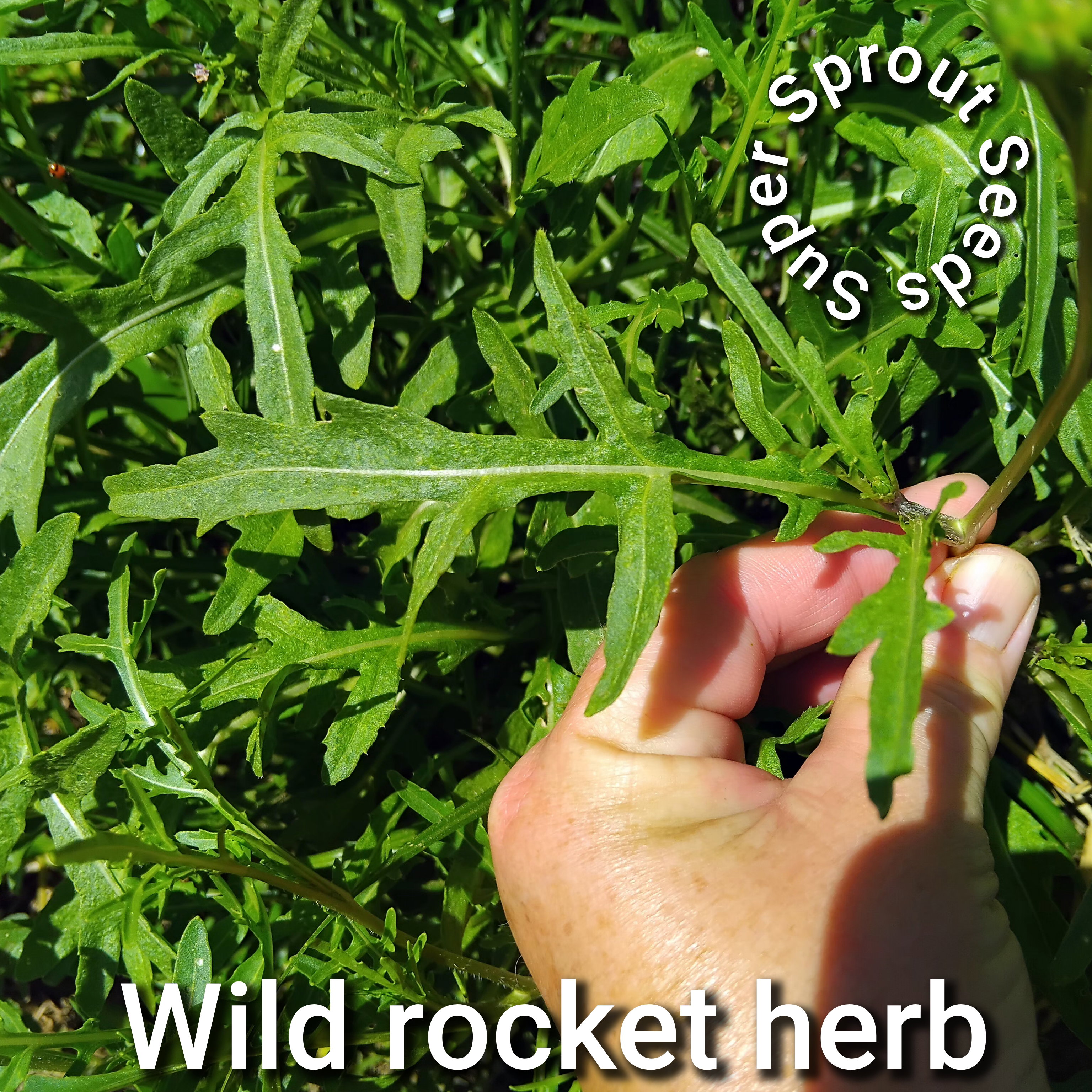 🌿WILD ROCKET🌿 x 50+ seeds_1