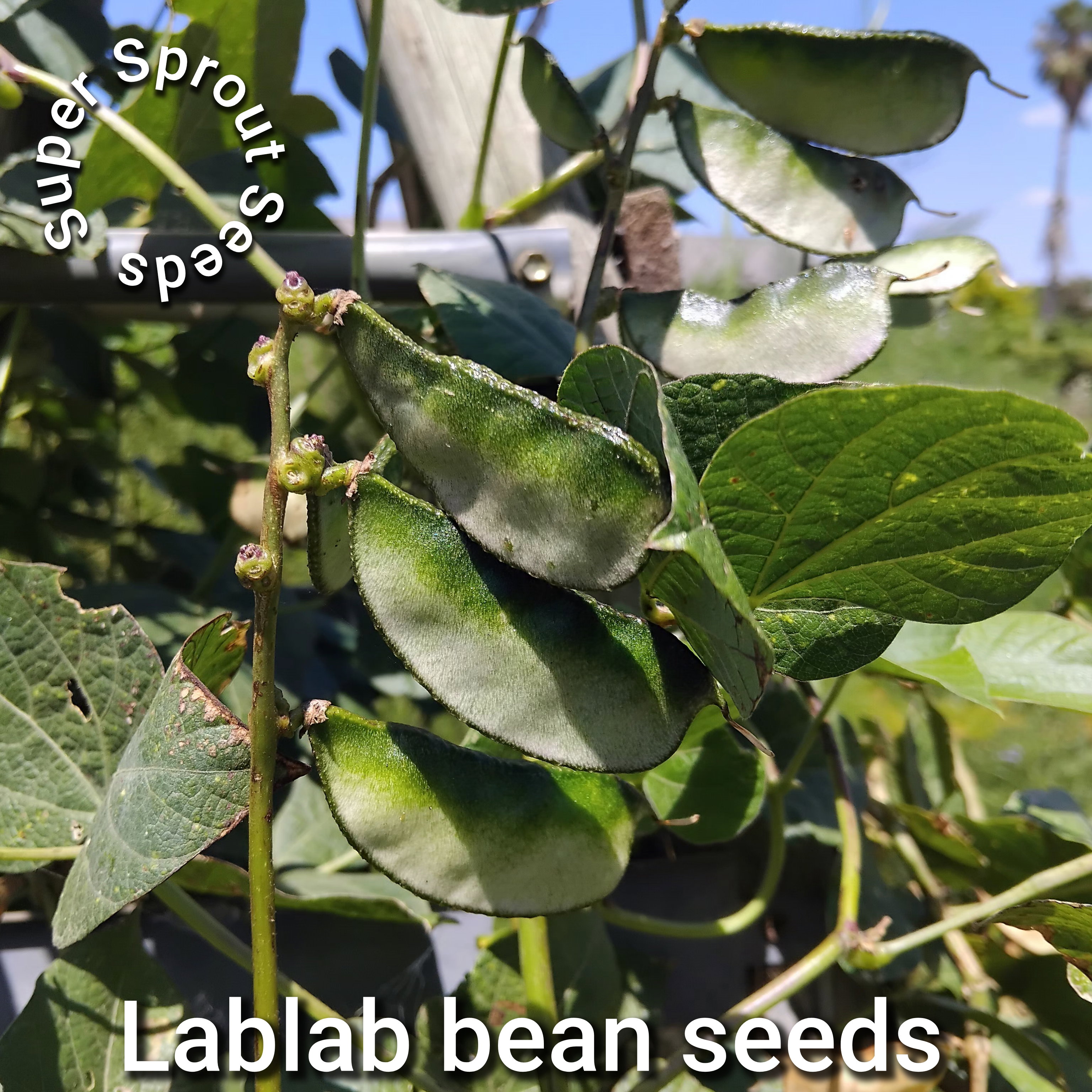 🌿LABLAB/ Hyacinth beans x 10 seeds