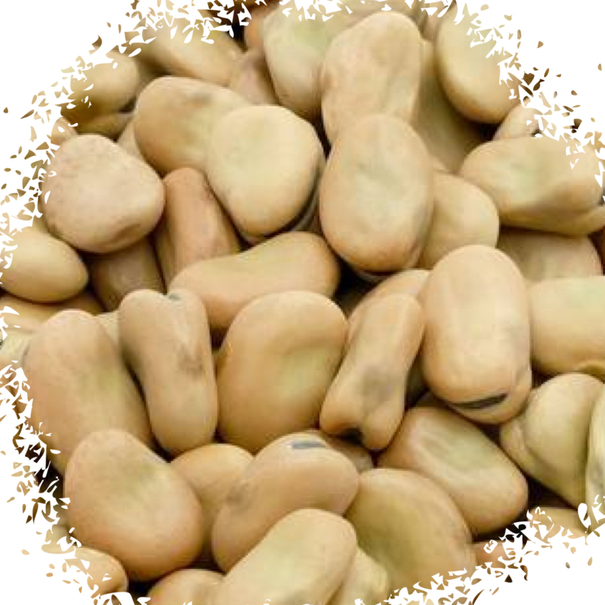 Fava beans فول حب_0