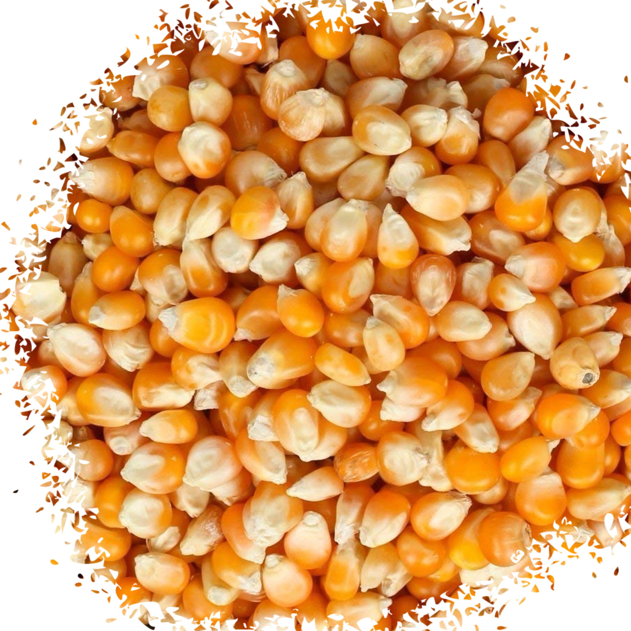 Popcorn kernels ذره بوشار_0