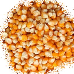 Popcorn kernels ذره بوشار