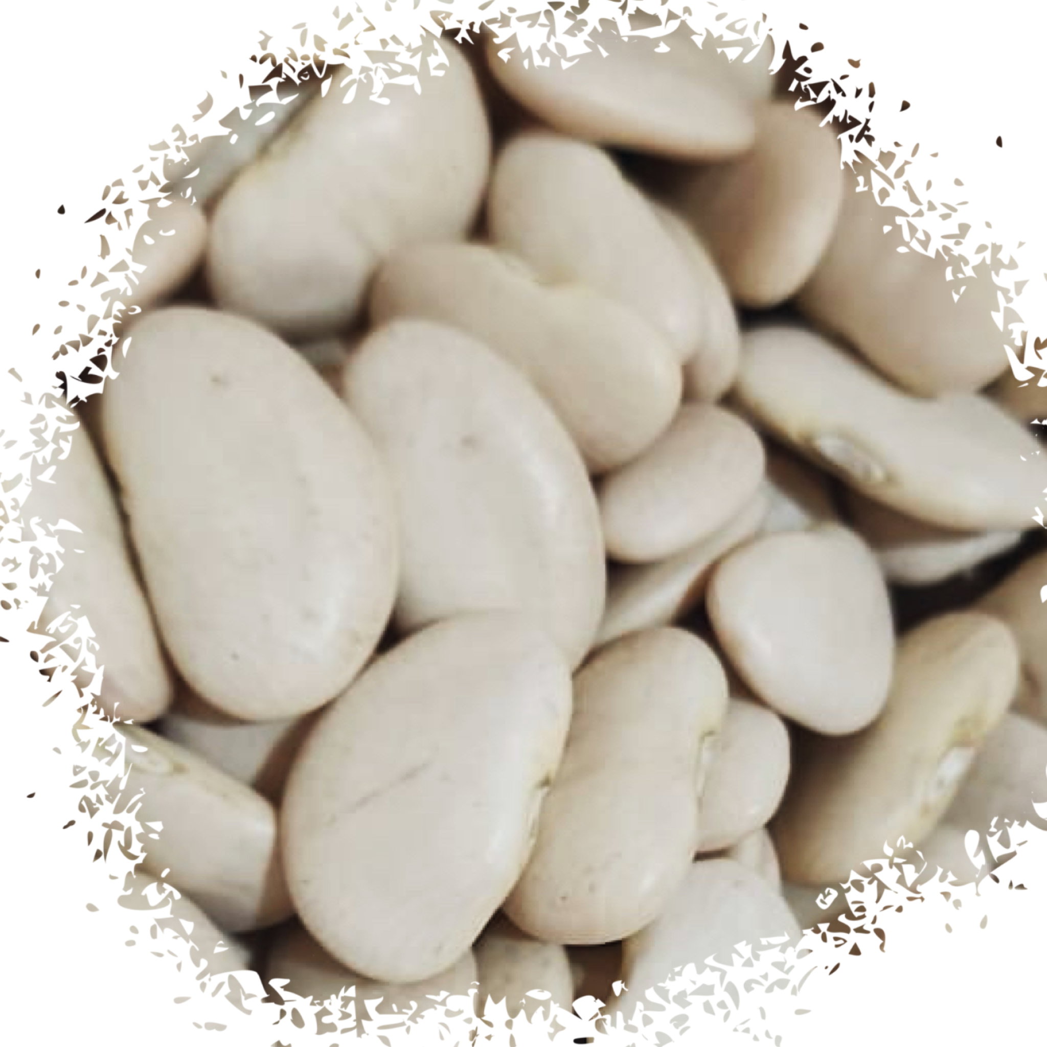Broad beans فاصوليه عريضه_0
