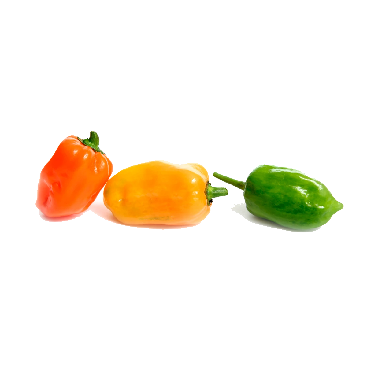 Chile Habanero Grande_0