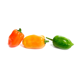 Chile Habanero Grande