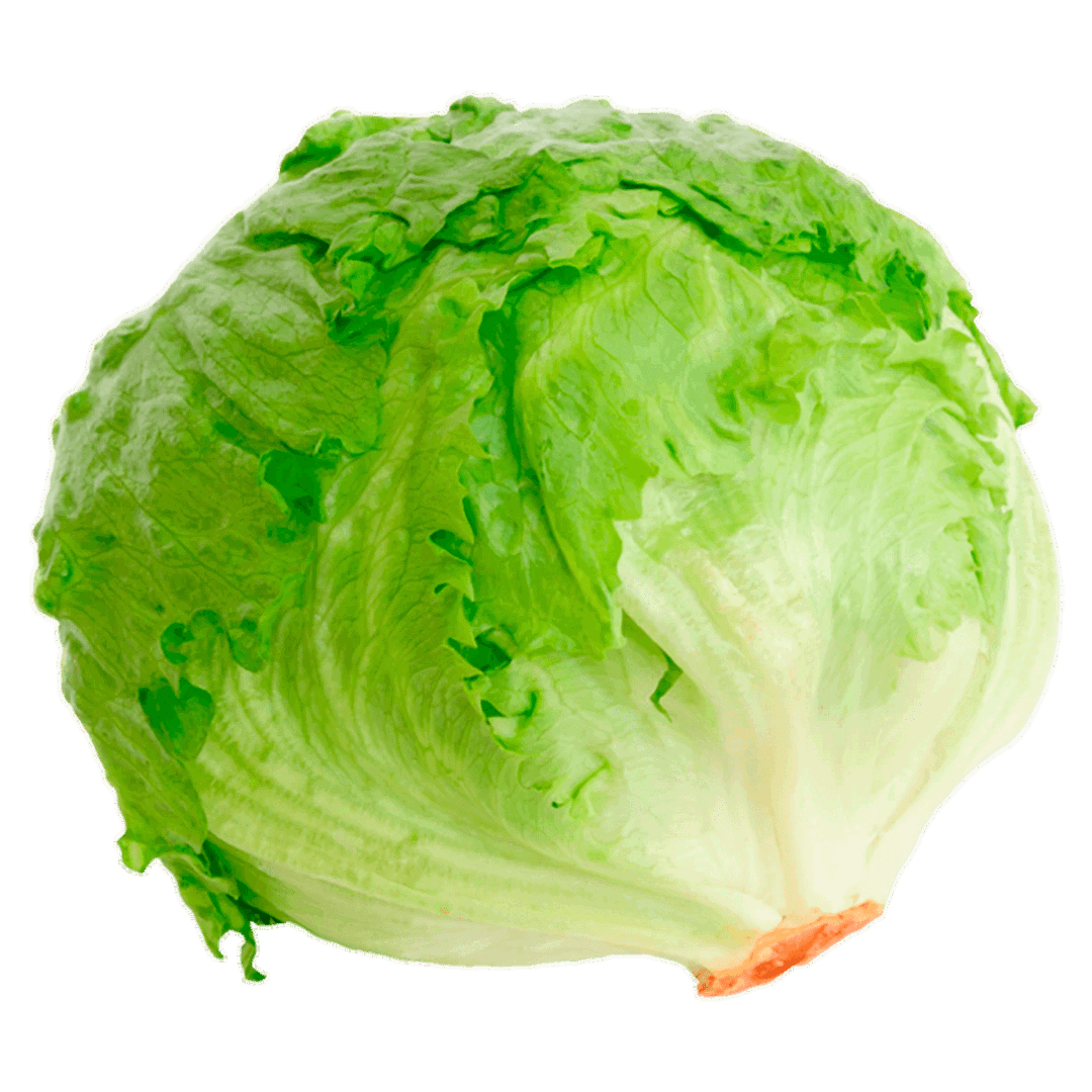 Lechuga Romana Americana