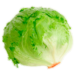Lechuga Romana Americana