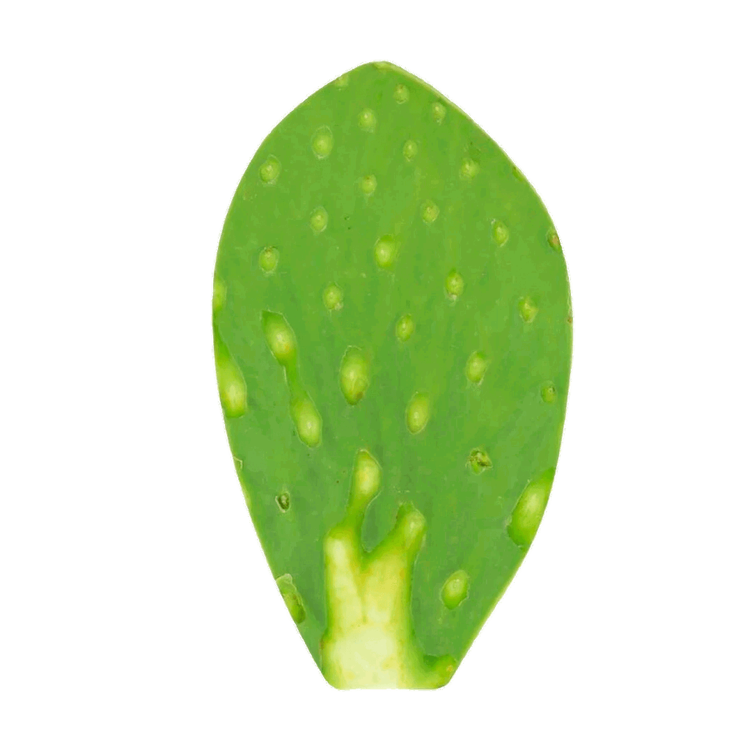 Hoja de Nopal Limpio