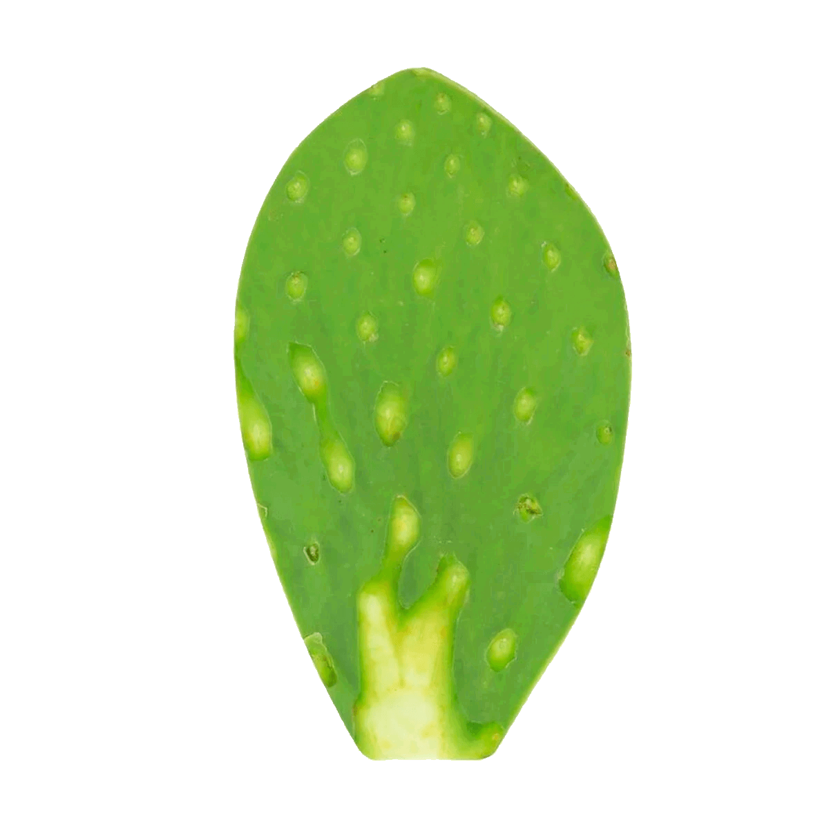 Hoja de Nopal Limpio_0