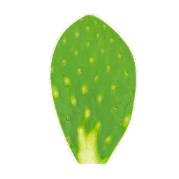Hoja de Nopal Limpio