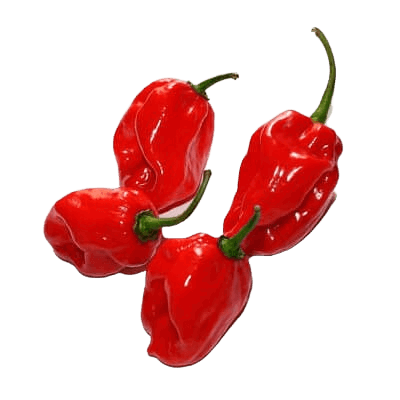 Chile Habanero Rojo_0