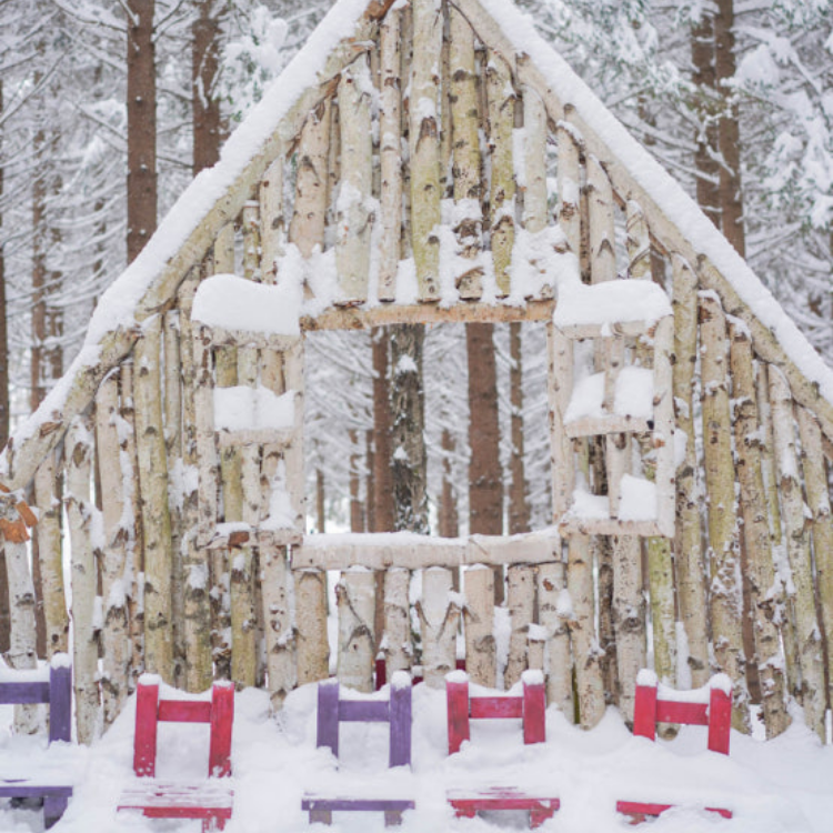Ani-Fore Forest_4