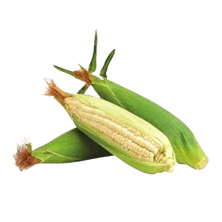 Elote Blanco pieza_0