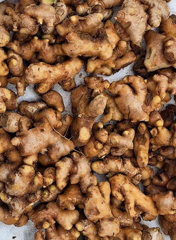 Ginger