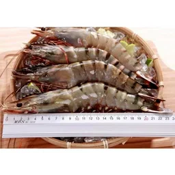 🇲🇾急凍馬來西亞沙巴大海蝦🦐 Sabah Frozen Premium Tiger Prawn  (10-12pcs)