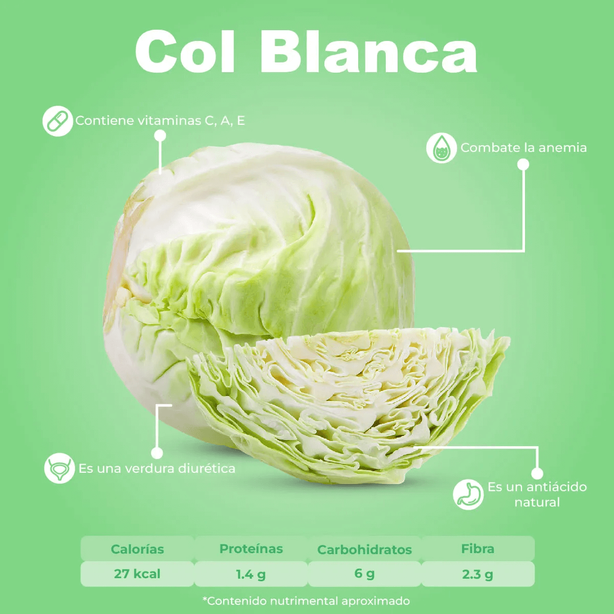 Col Blanca / Repollo_1
