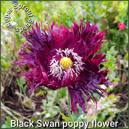 Black Swan poppy x 100 seeds 