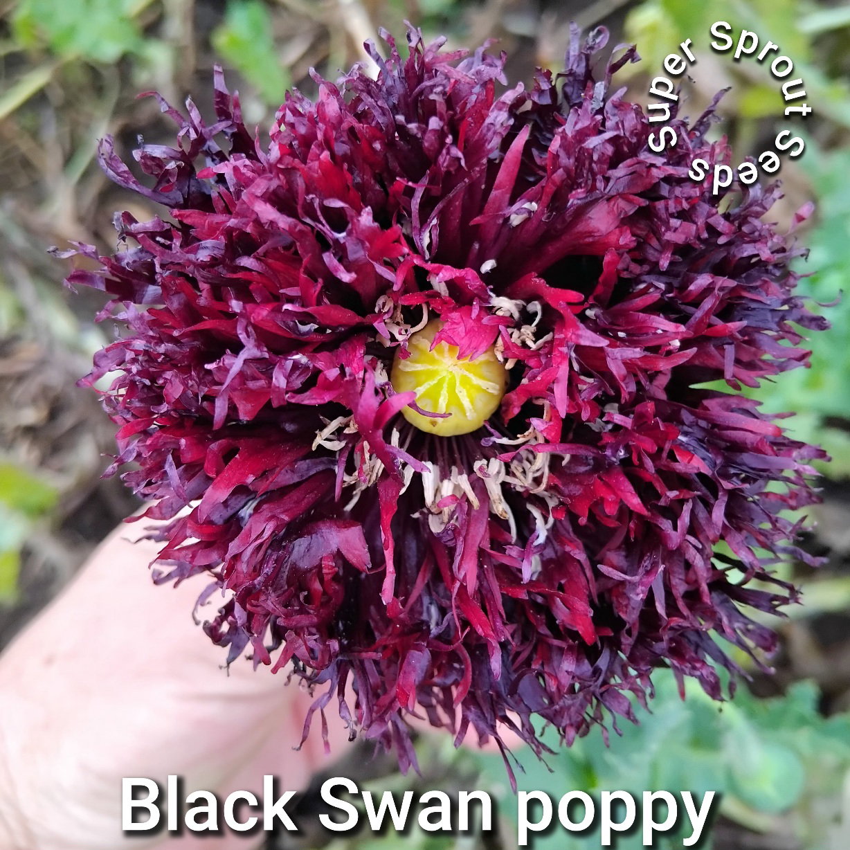 Black Swan poppy x 100 seeds _3