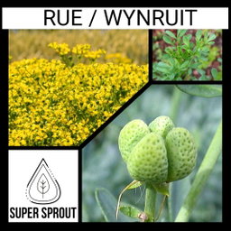 BULK RUE/WYNRUIT x 100+seeds