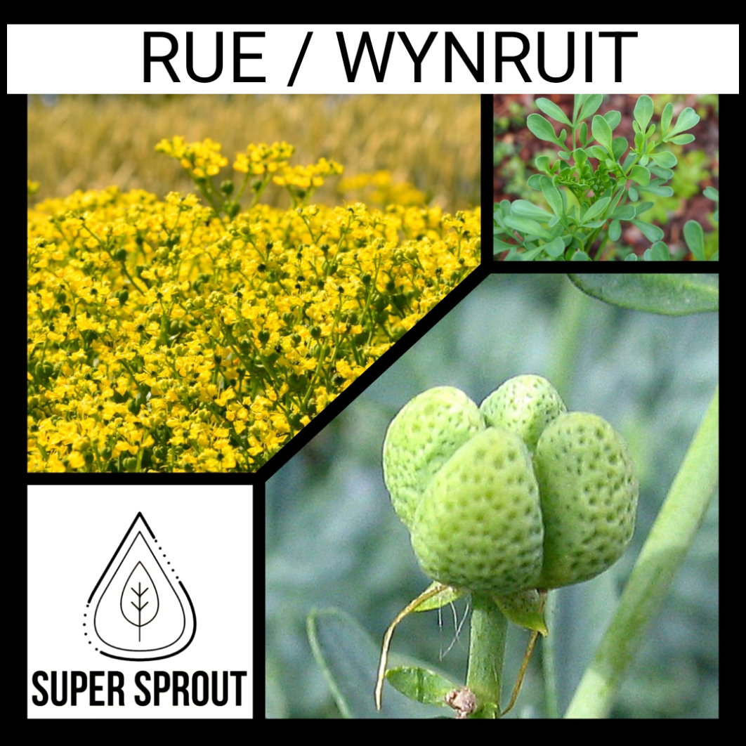 BULK RUE/WYNRUIT x 100+seeds_3