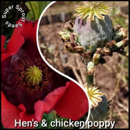 Hen's & chicken poppy x 100 seeds 