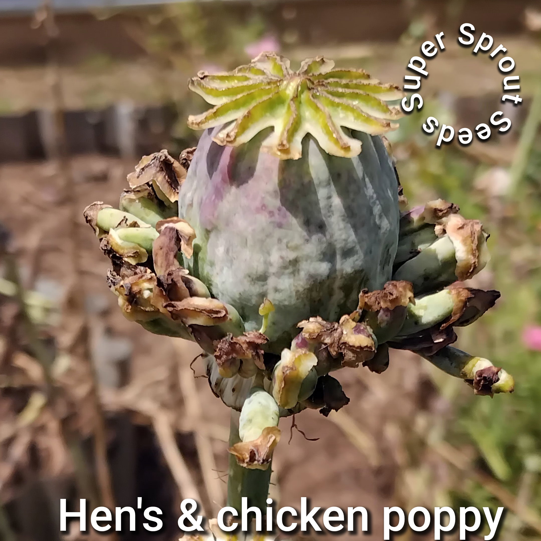 Hen's & chicken poppy x 100 seeds _3
