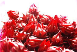 Sorrel