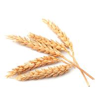 Wheat (Market Overview)