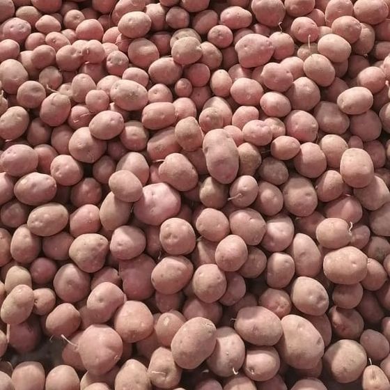Lady Rosetta Potato (Egypt)
