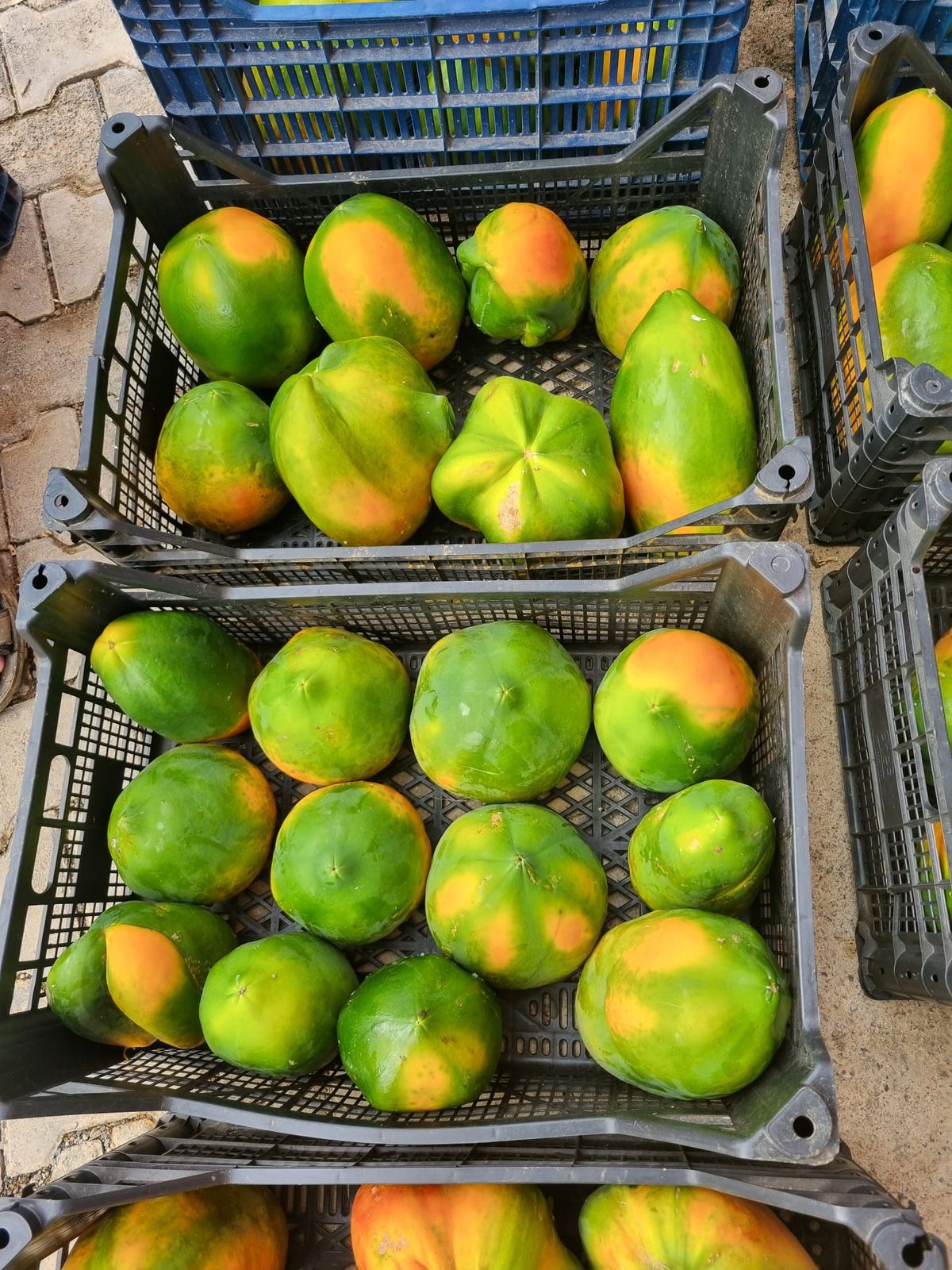 Fresh Avocado (Turkey)_0