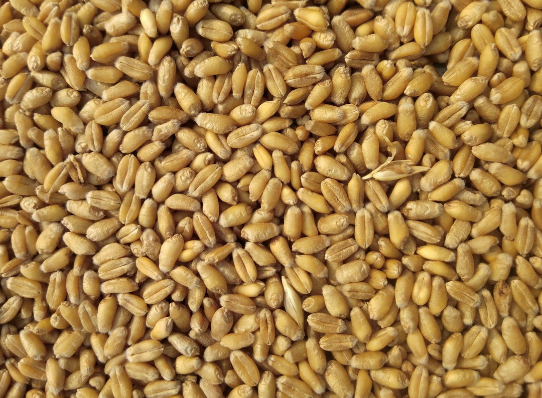 Wheat (Futures, France, Poland)