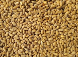 Wheat (Futures, France, Poland)