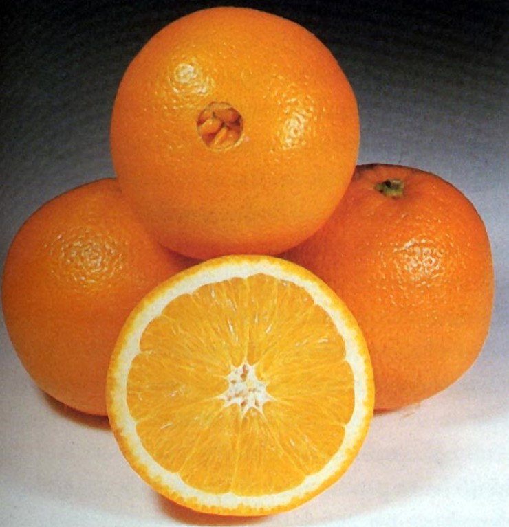 برتقال أبو سرة