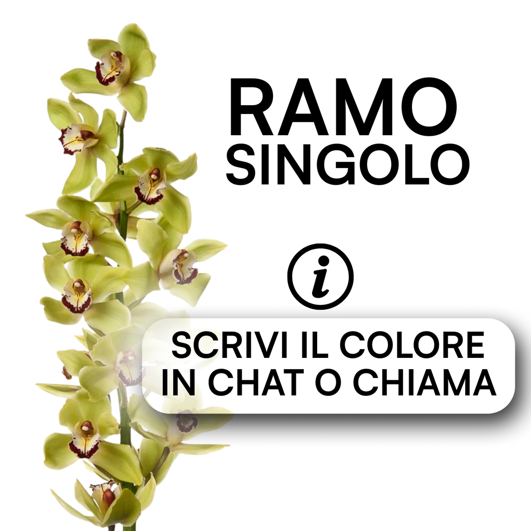 Cymbidium Mix da 9 (Ramo)