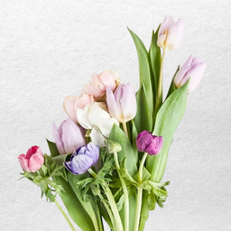 🌷Mazzetteria