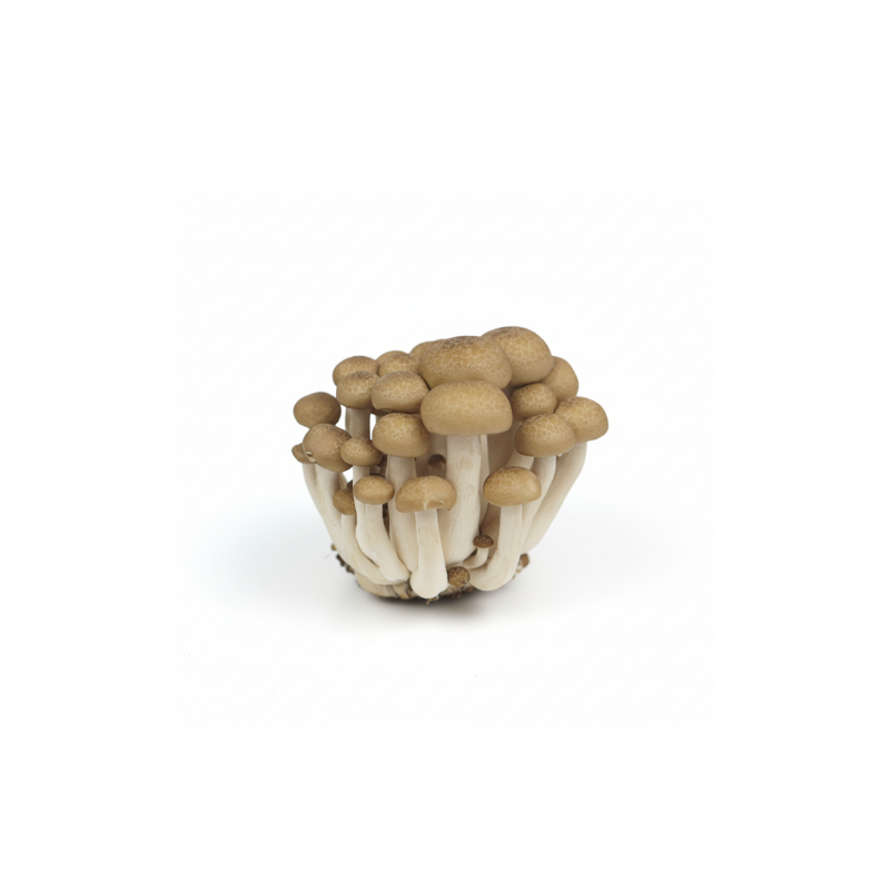 Jamur Shimeji Coklat 100gram