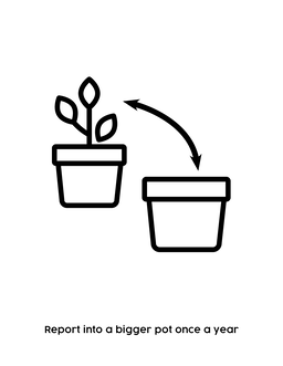 Pots and Planter