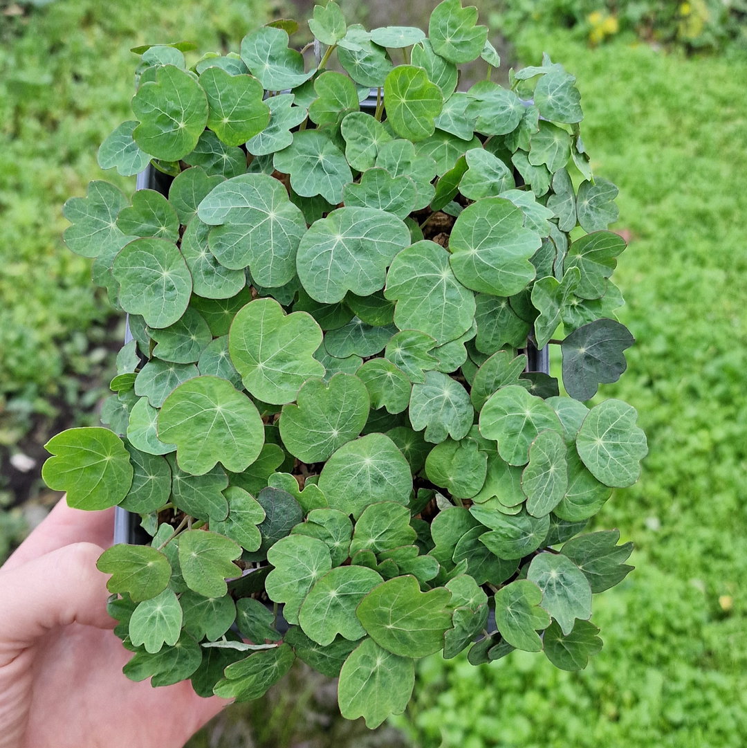 Oost-indische-kers  babyleaf 