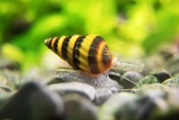 Assassin Snails (Clea helena)