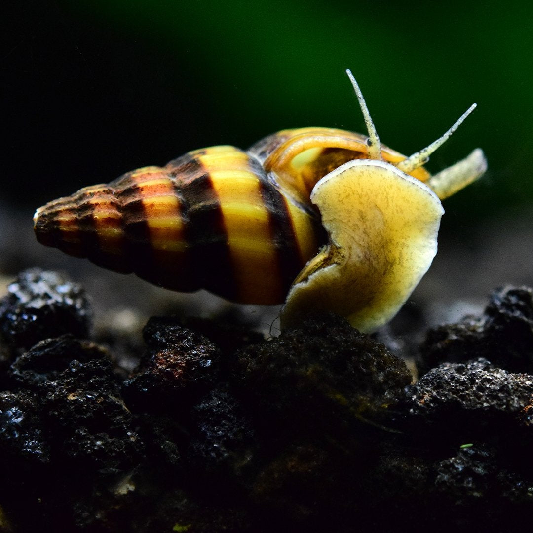 Assassin Snails (Clea helena)_2