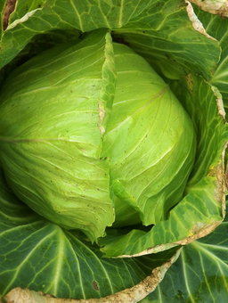 Fresh Farm Produce