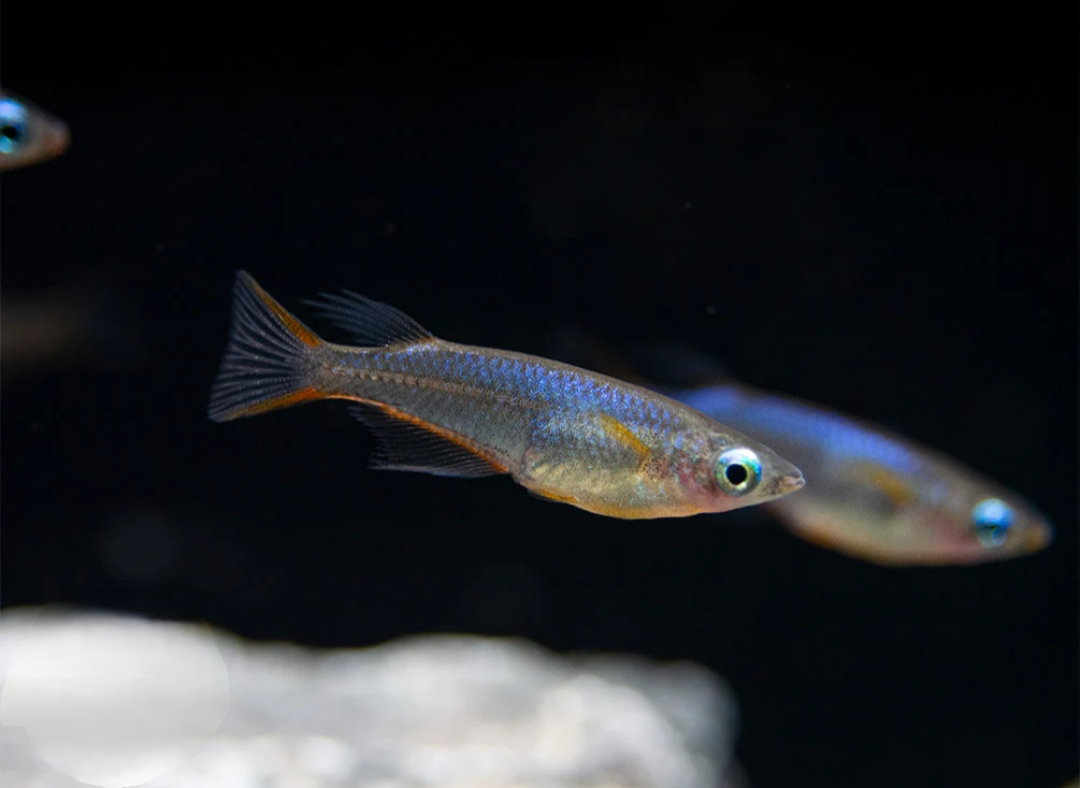 Medaka Rice Fish_2