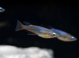 Medaka Rice Fish