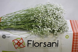 Gypsofila Xlence 1Kg Fiore Grosso