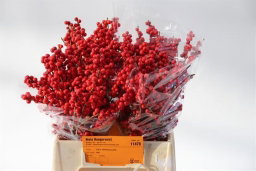 Ilex verticillata 40cm