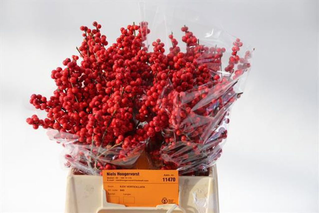 Ilex verticillata 40cm